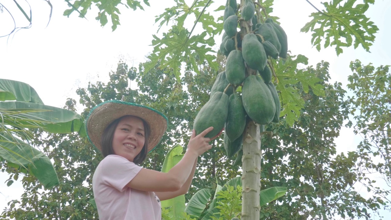 年轻的亚洲妇女，一个农民，调查农产品。看着木瓜视频下载