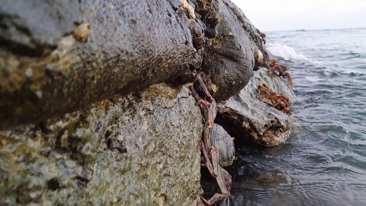 低角度万向节镜头跟随马尔代夫在岩石上的快速脚蟹视频素材