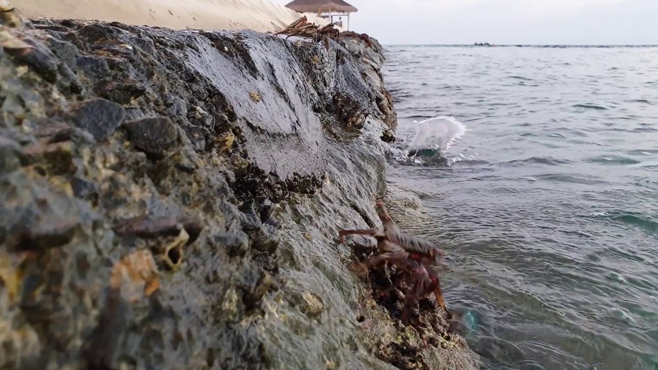 马尔代夫的螃蟹在岩石上的地面低角度视图视频素材