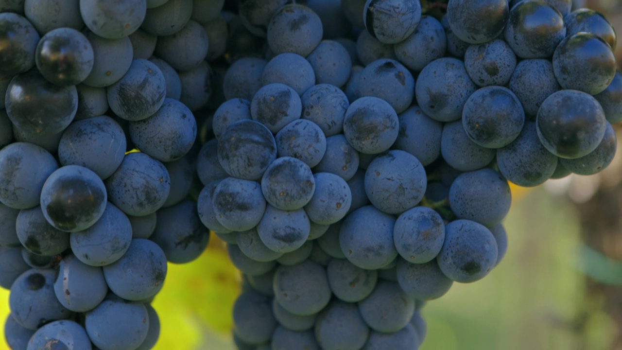 葡萄园里风中的一堆成熟的蓝葡萄视频下载