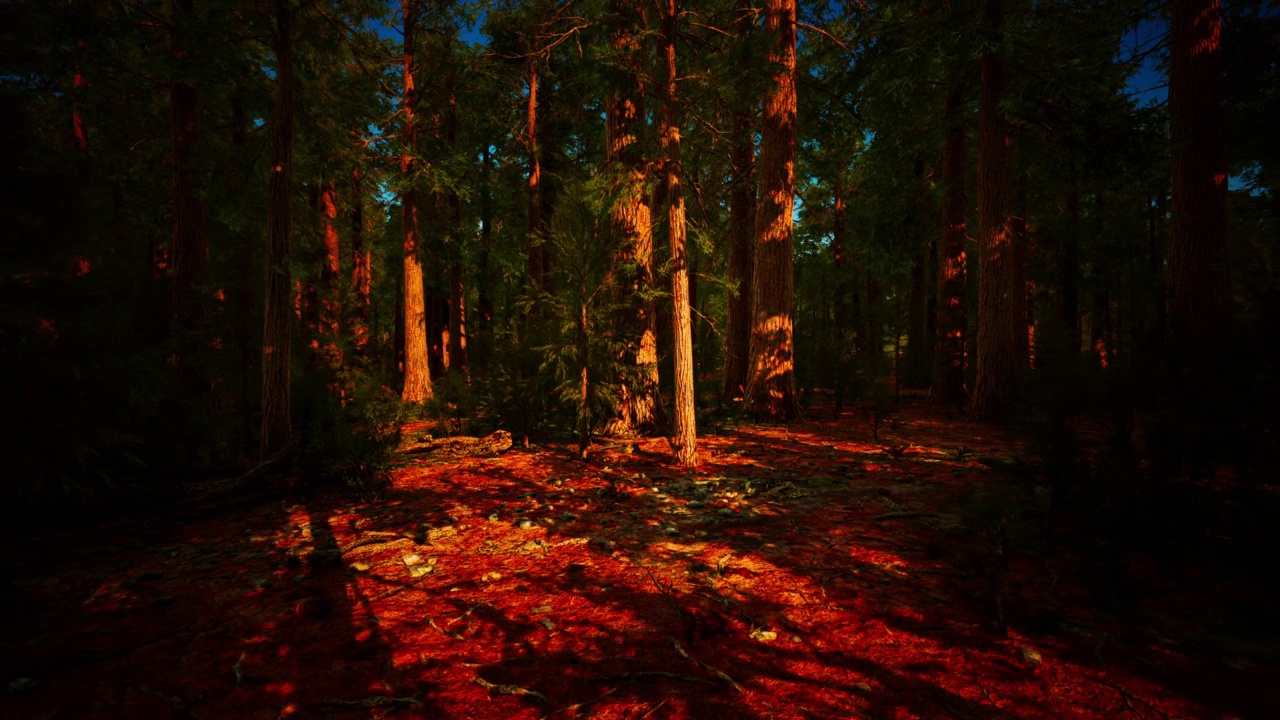 红杉国家公园巨型红杉的规模视频素材