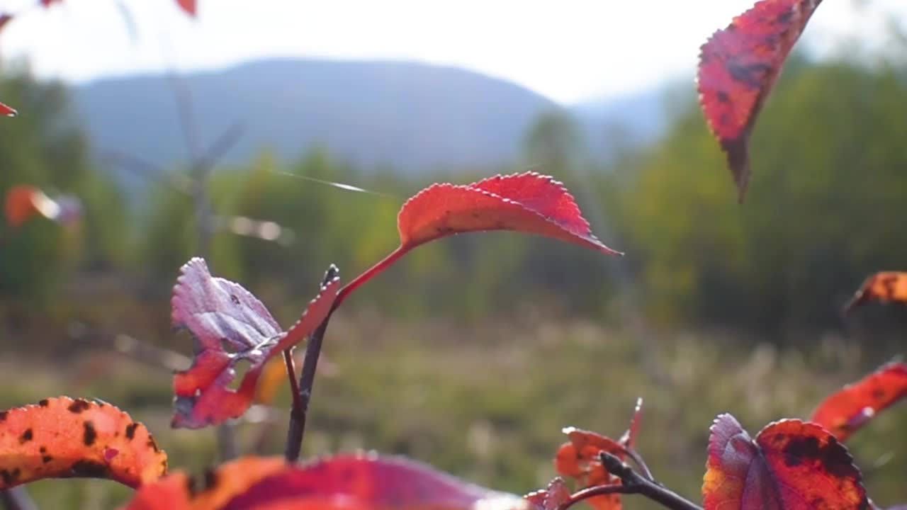 秋天森林里的红叶特写视频下载