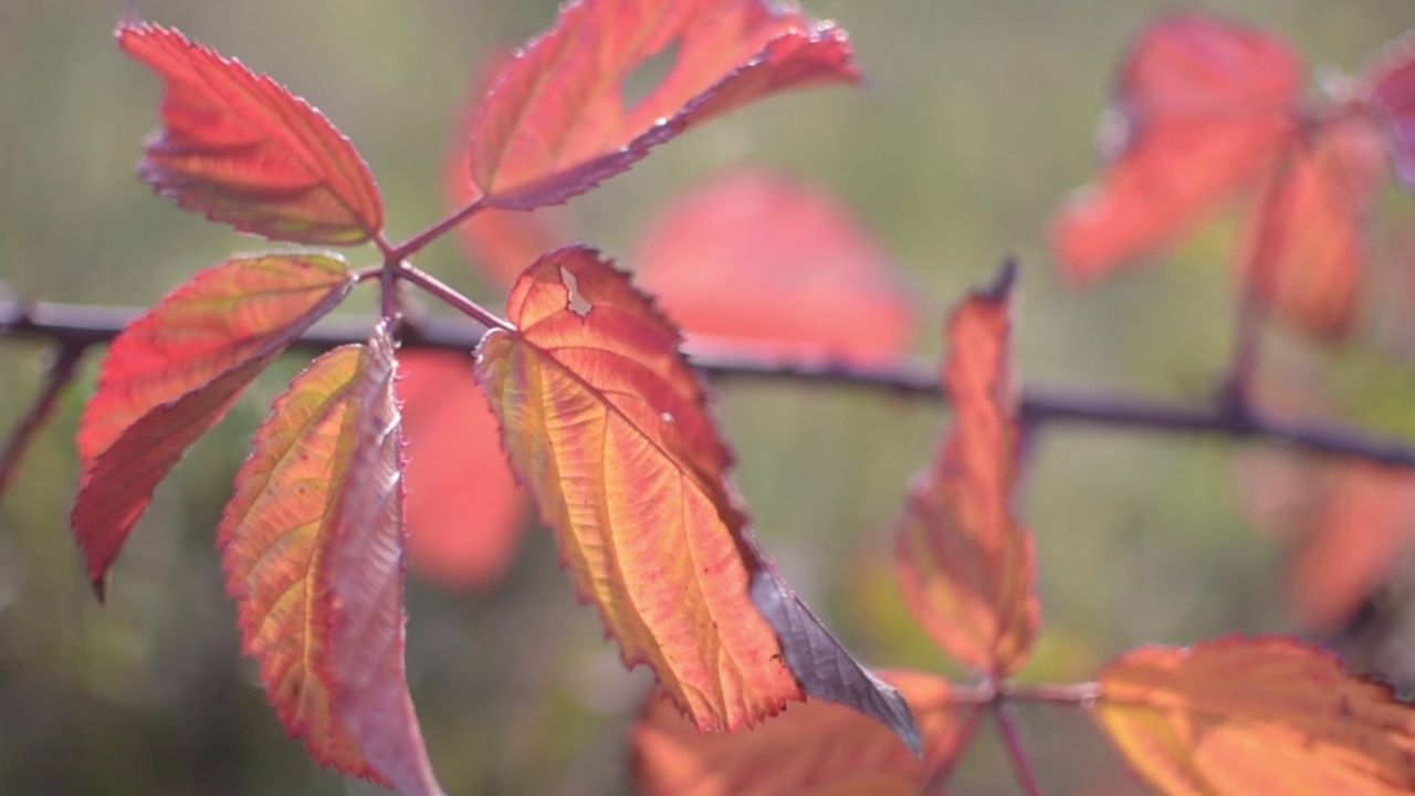 秋天森林里的黑莓树叶特写视频下载