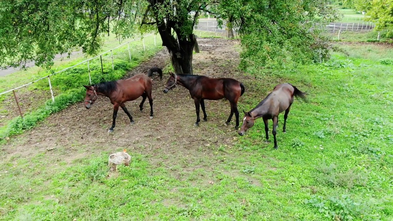 在一段郁郁葱葱的牧场库存视频中，马在吃绿草视频素材
