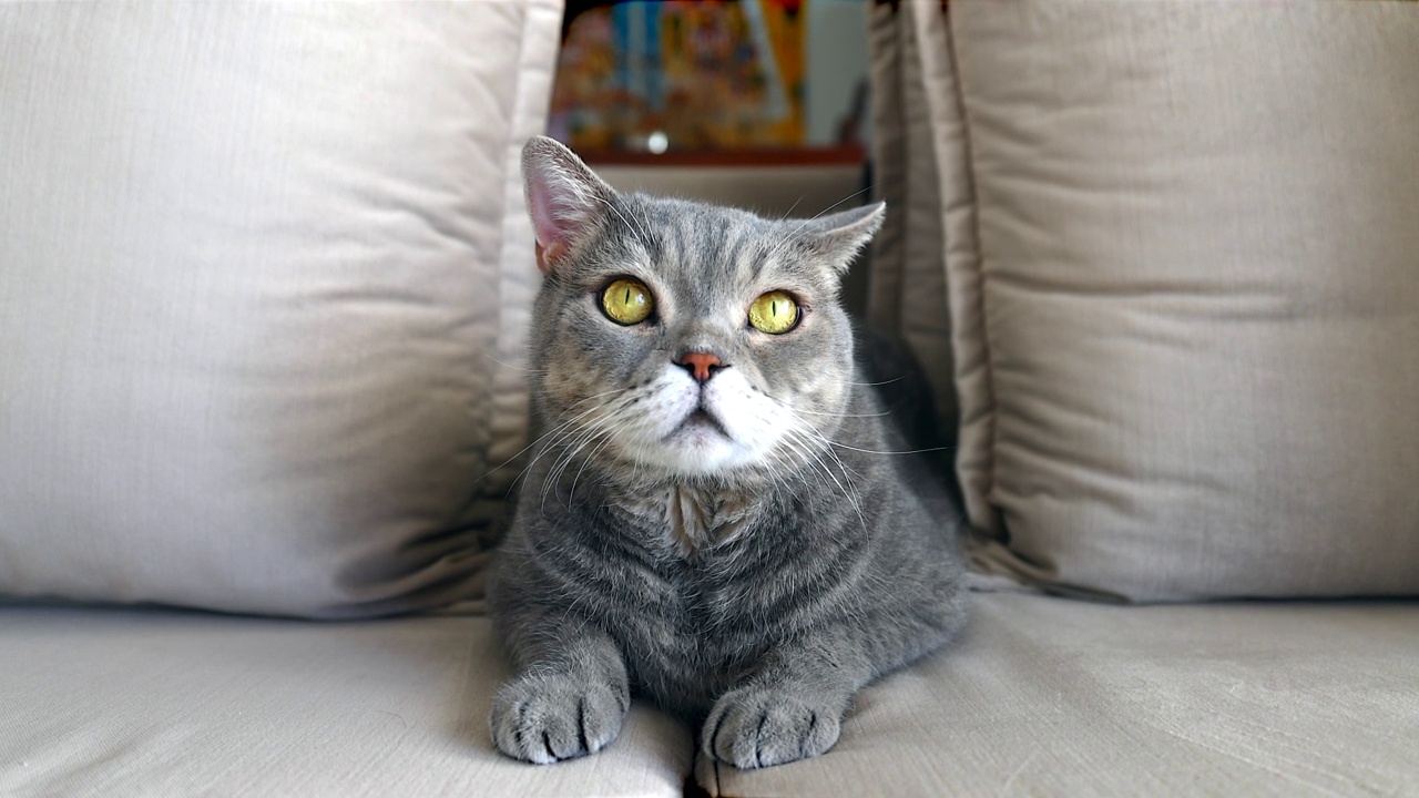 沙发上的英国短毛猫肖像视频素材