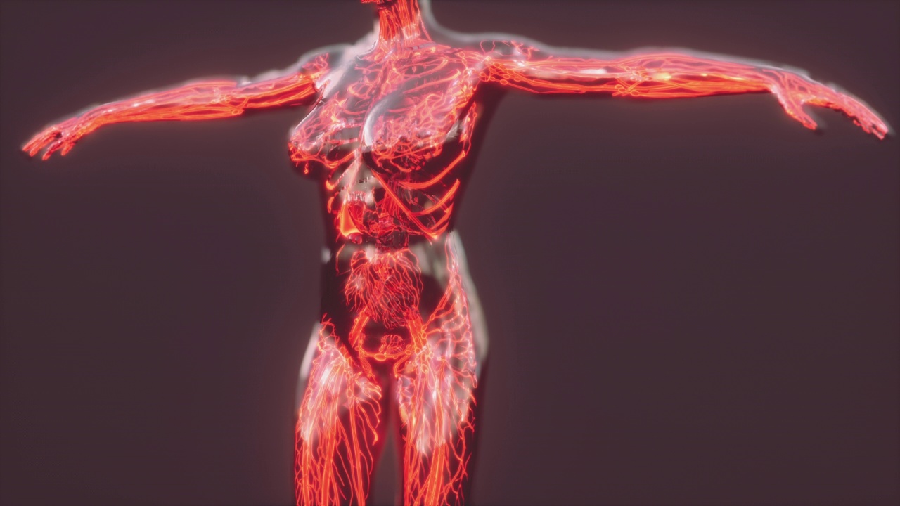 人体解剖扫描显示血液循环分析视频素材