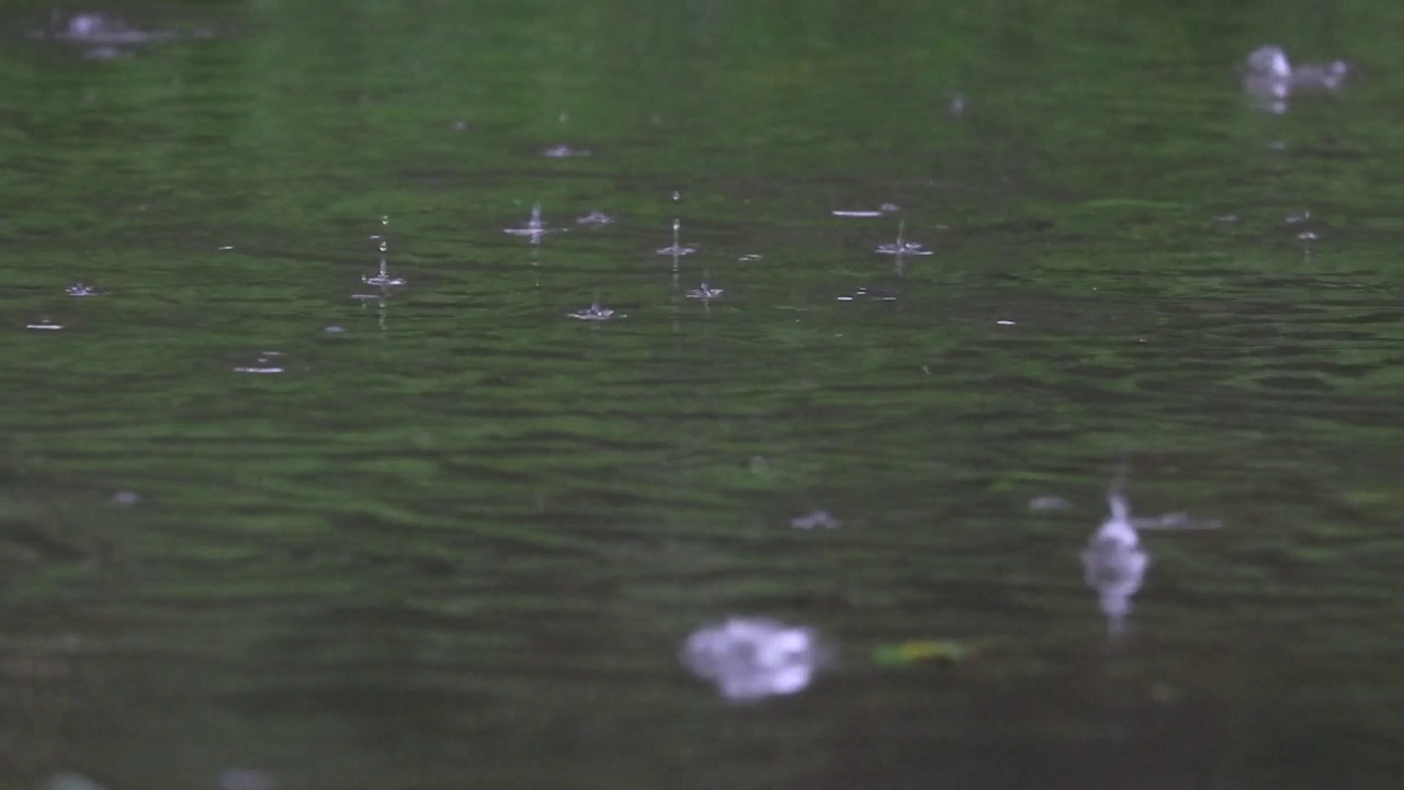 溅起的雨点落在池塘里视频下载