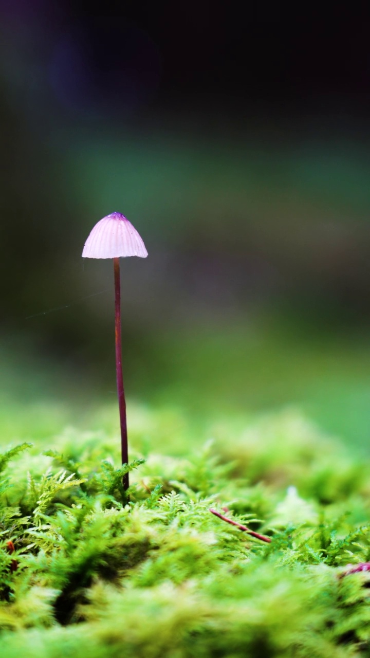 苔藓地上的野生蘑菇视频素材