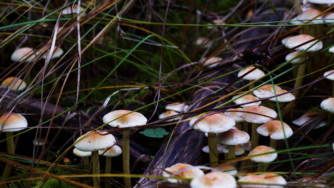 苔藓地上的野生蘑菇视频素材