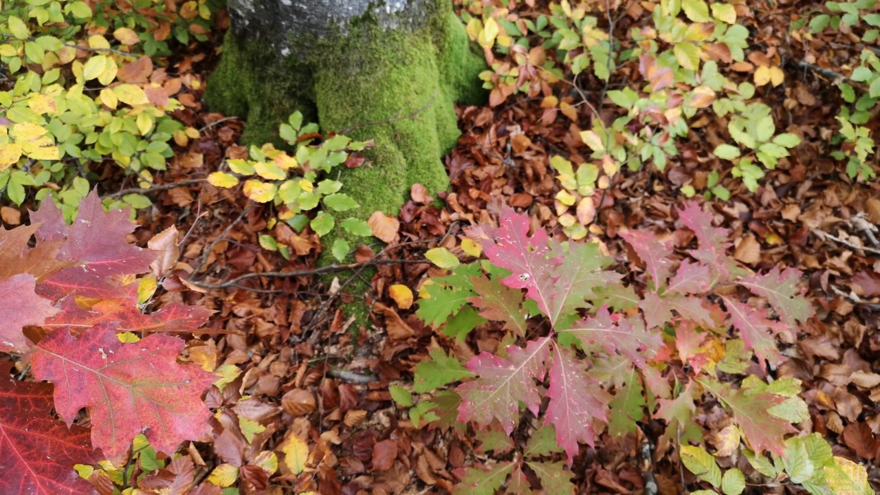 秋天阳光明媚的日子里，红色的橡树叶视频下载