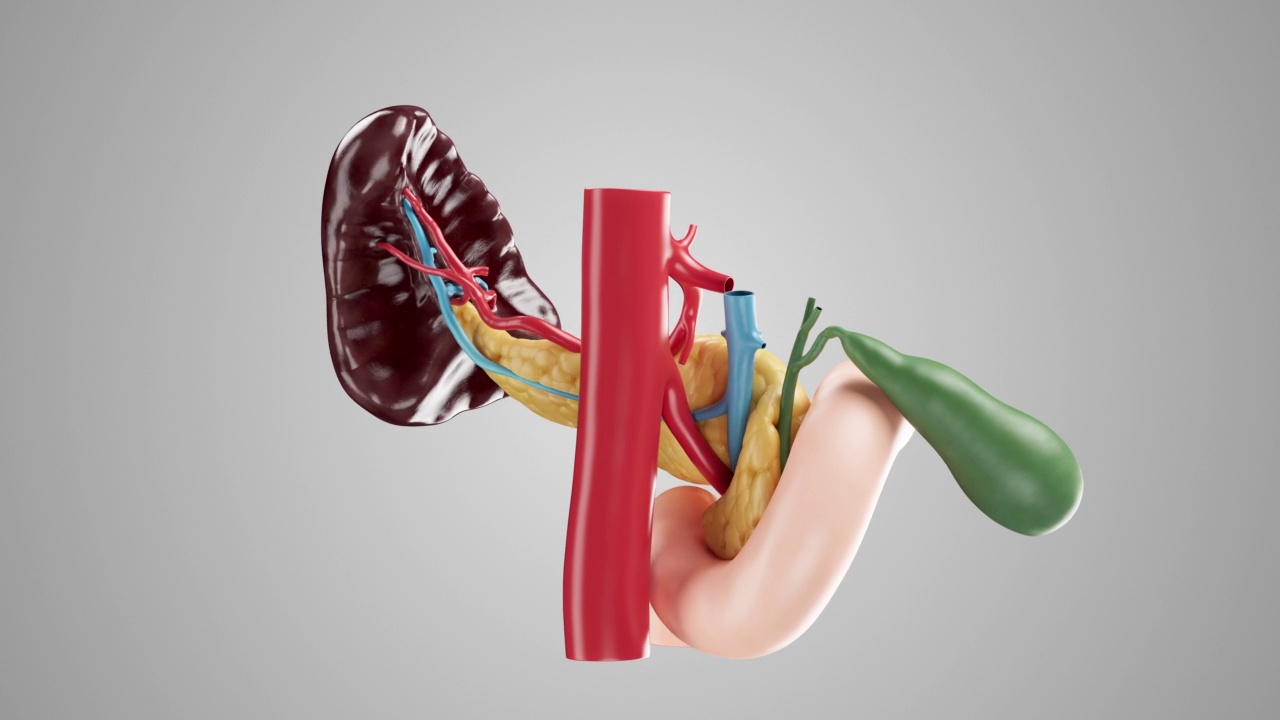 逼真的三维动画人胰腺胆囊，十二指肠，脾脏和血管视频素材