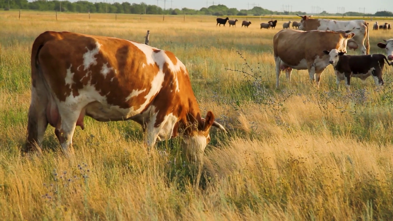 奶牛在草地上吃草。夕阳下的牛群。养牛的农场。牛羊圈。视频素材
