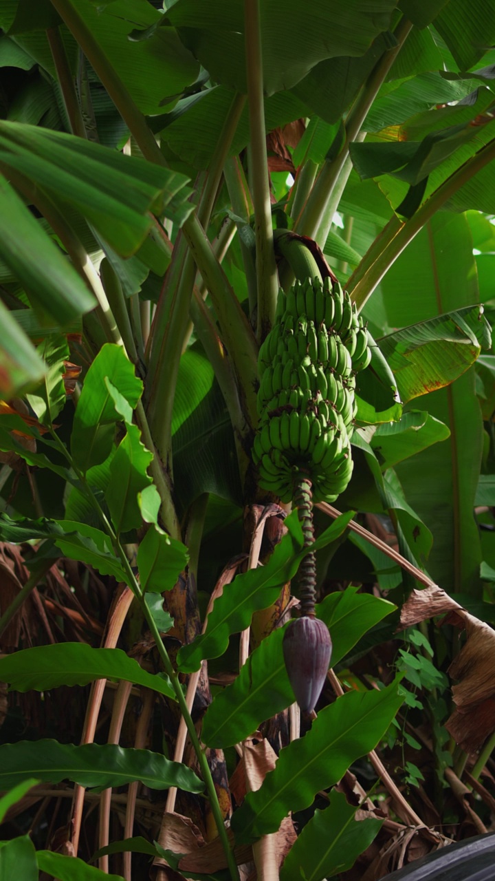 香蕉树，一串绿色的香蕉果实和香蕉花。视频素材