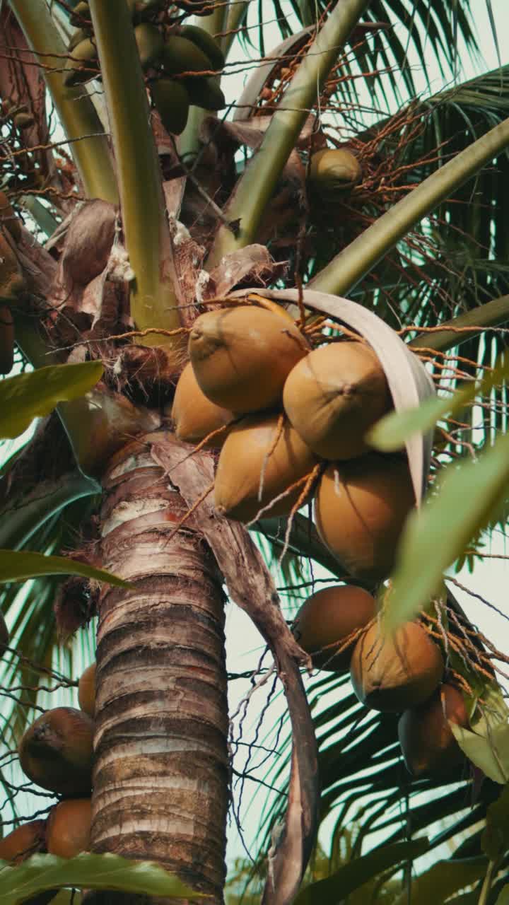 近距离观察椰子树和椰子果实。视频下载