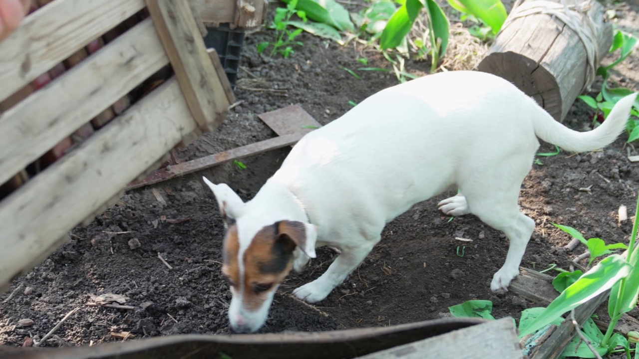狗在花园里发现了啮齿动物的害虫，于是开始挖地。视频素材
