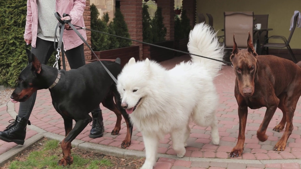 三只大狗，女孩用皮带拴着。狗去吧，杜宾犬和萨摩耶视频下载