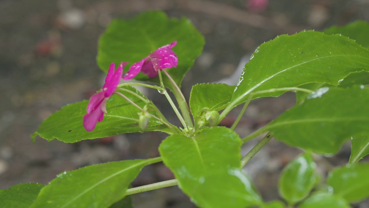 凤仙花凤仙花的一种小枝，粉红色，有新鲜的绿色叶子视频素材