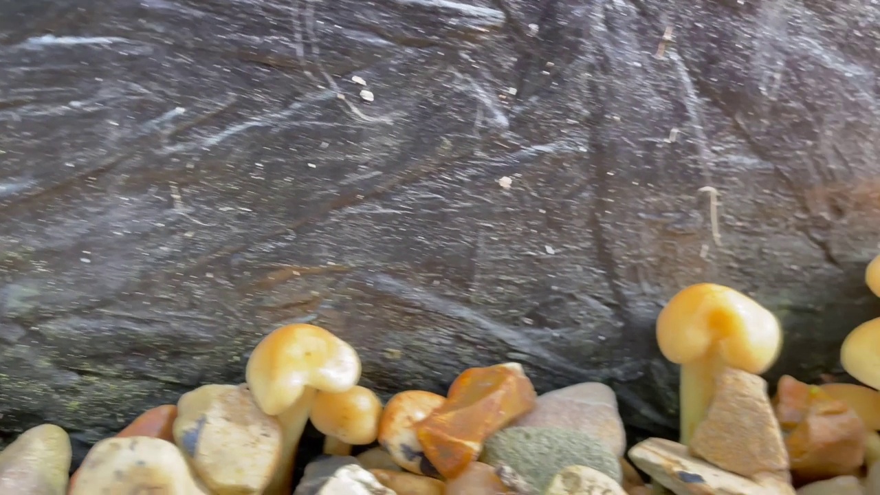 针叶簇蘑菇，菌类视频素材