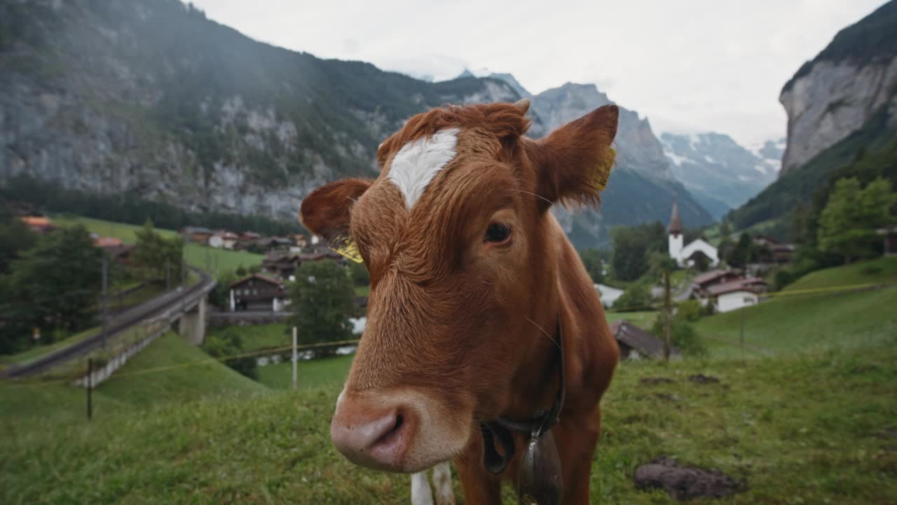 在高山上放牧的奶牛视频素材