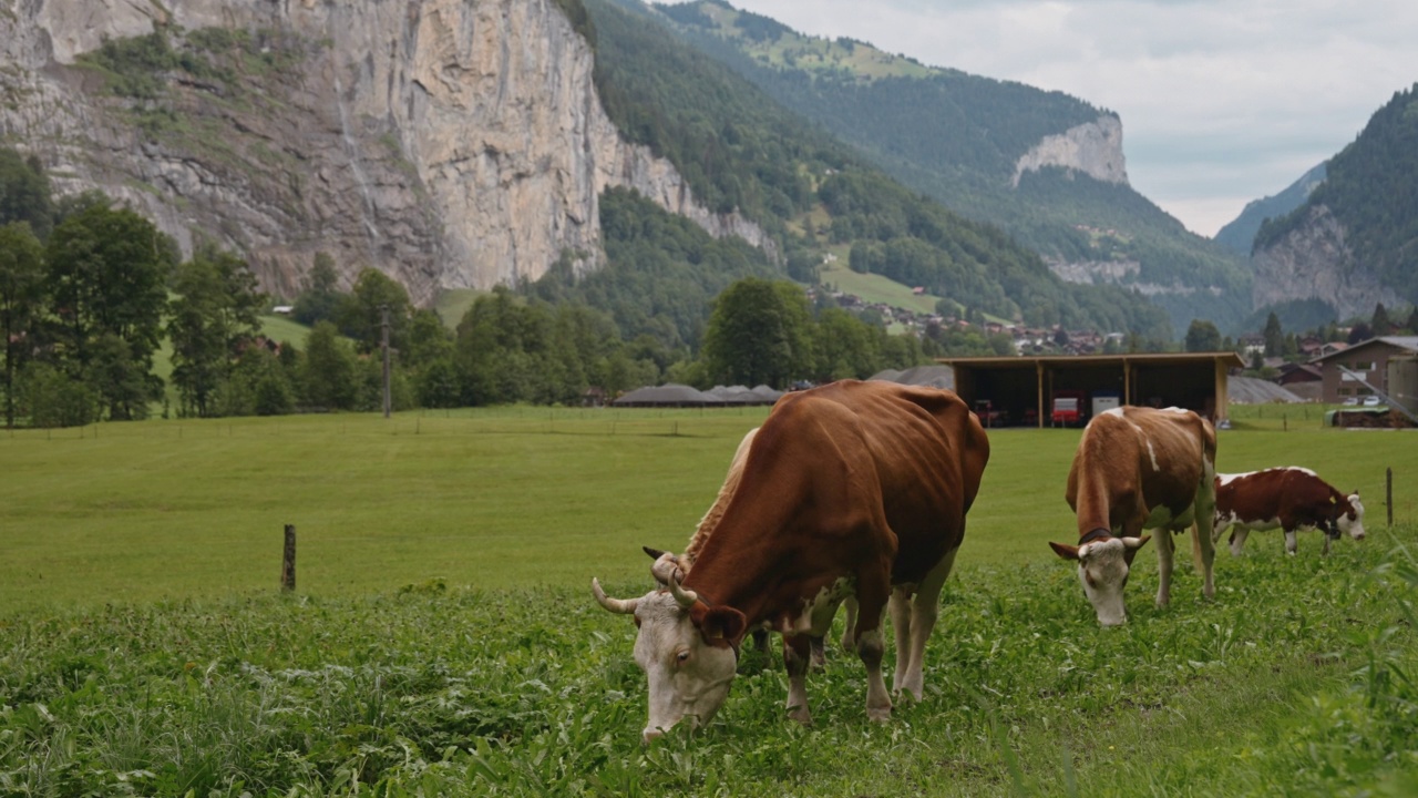牛在山脚下的高寒草甸上吃草视频素材