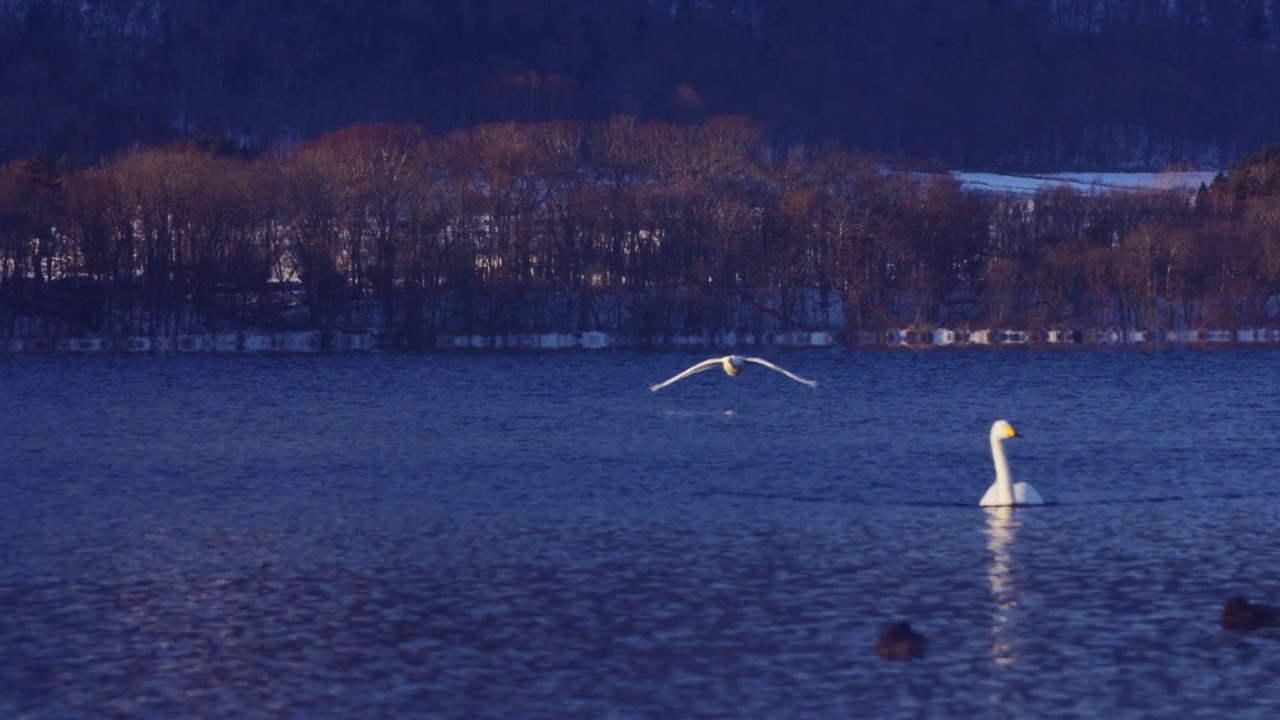 游温泉的天鹅，日本视频素材