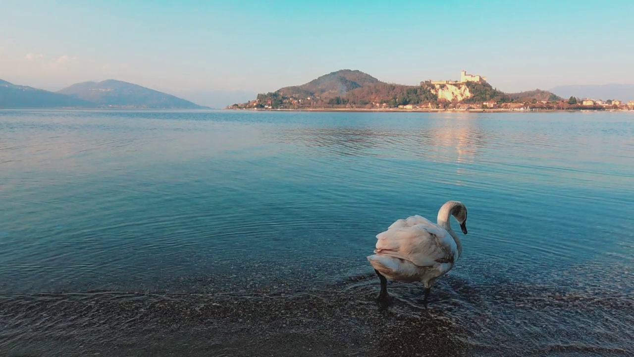 美丽优雅的白天鹅进入意大利马乔雷湖的水中。背景是安格拉城堡视频素材