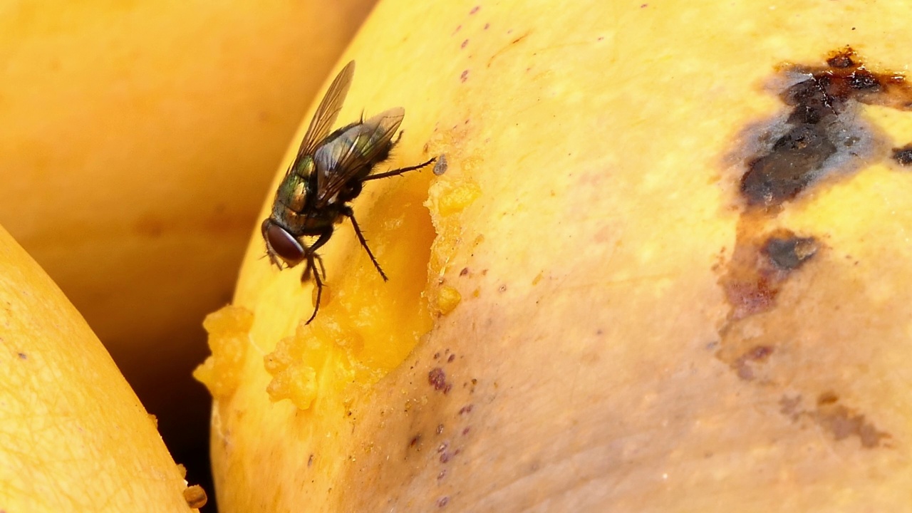 苍蝇吃芒果糖浆。视频素材