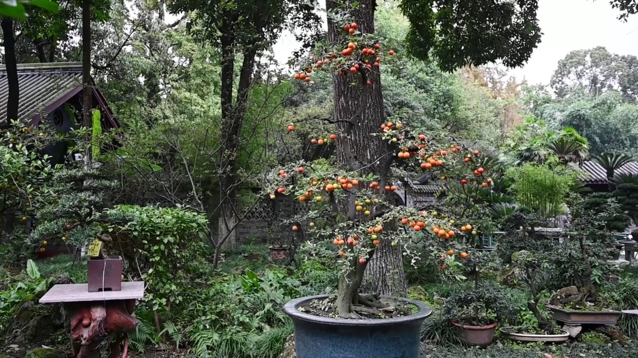 公园里有果实的盆景树视频下载