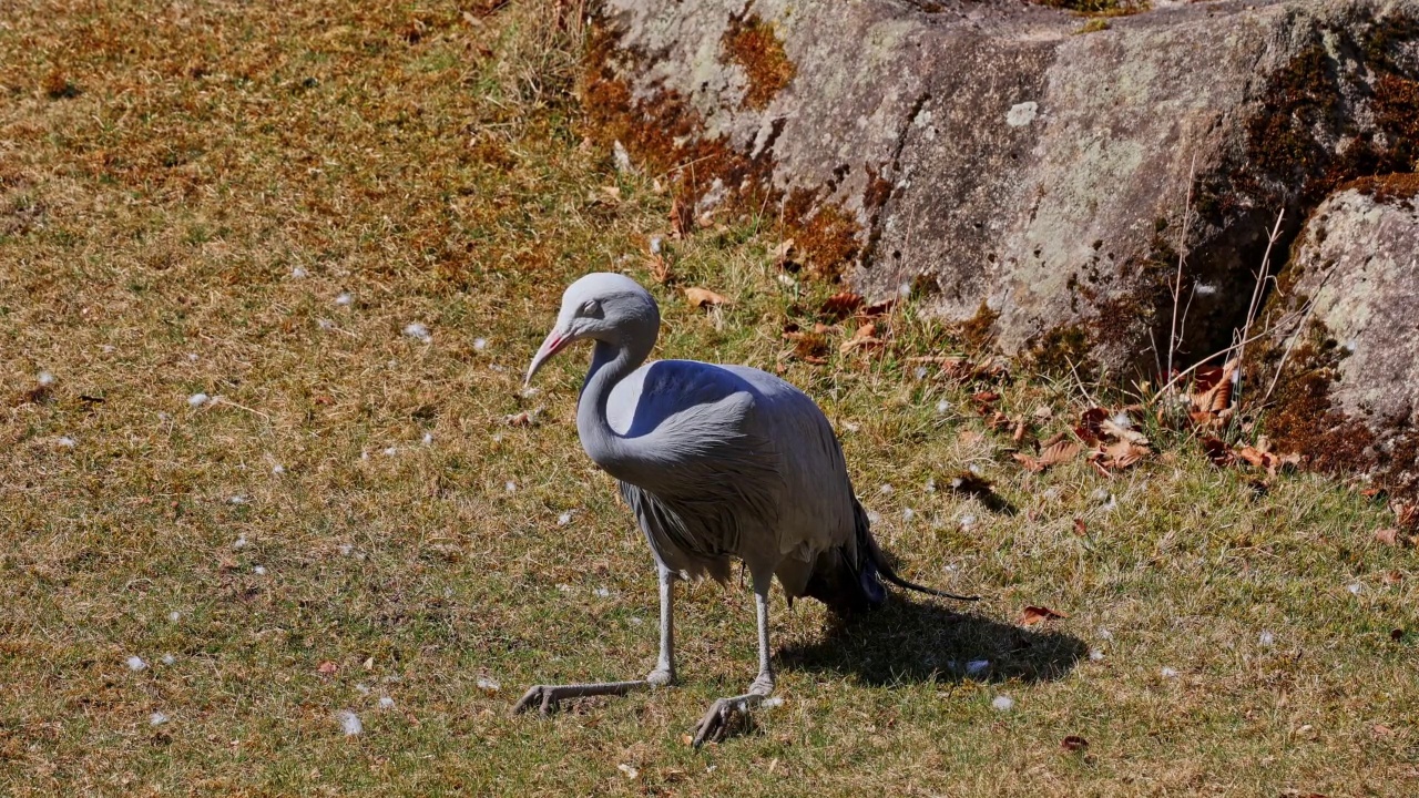蓝鹤是一种濒临灭绝的鸟类视频素材