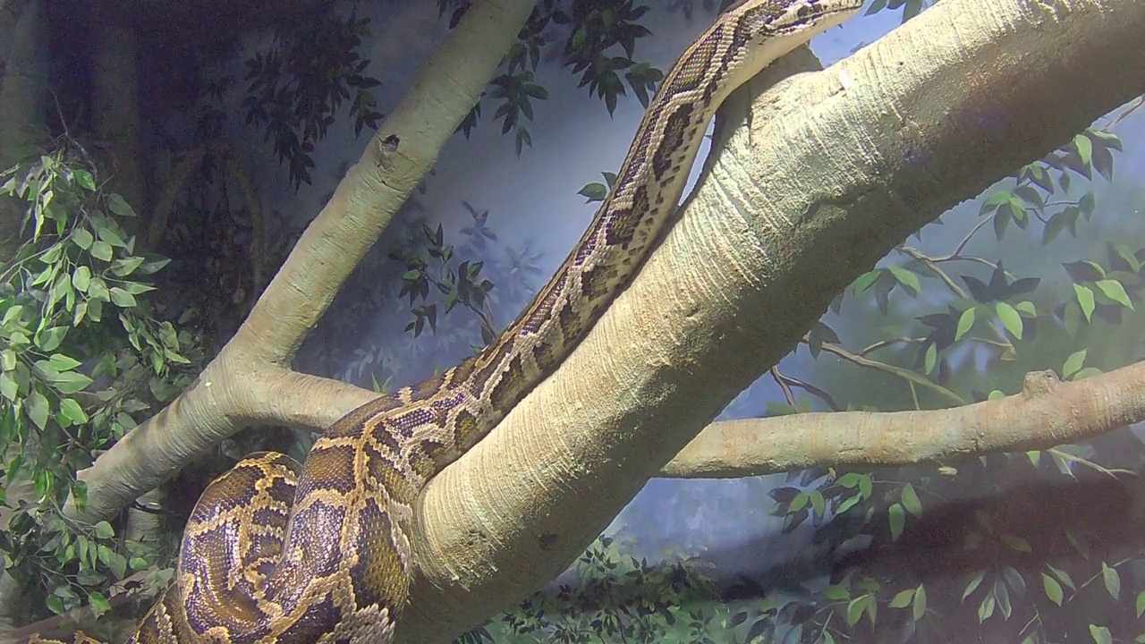 网状的python视频素材