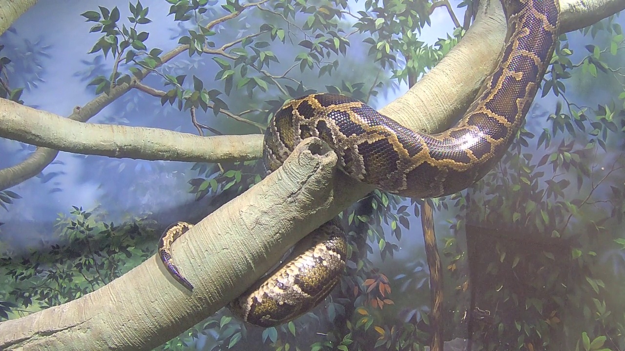 蟒蛇在树枝上视频下载