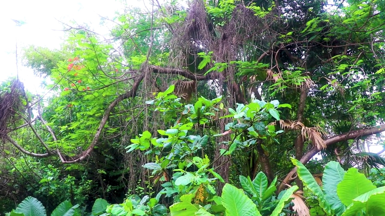 泰国的绿色美丽的热带自然和植物和树木。视频下载
