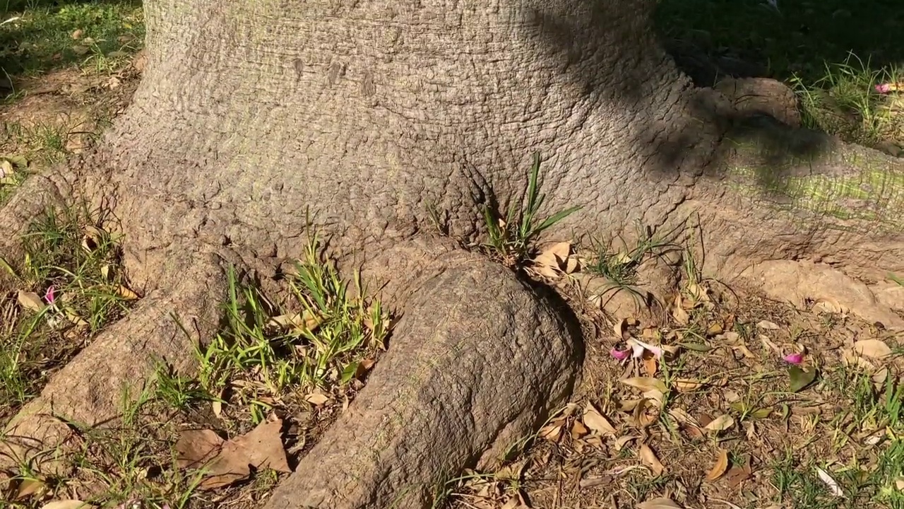 翘起的丝线树镜头视频素材