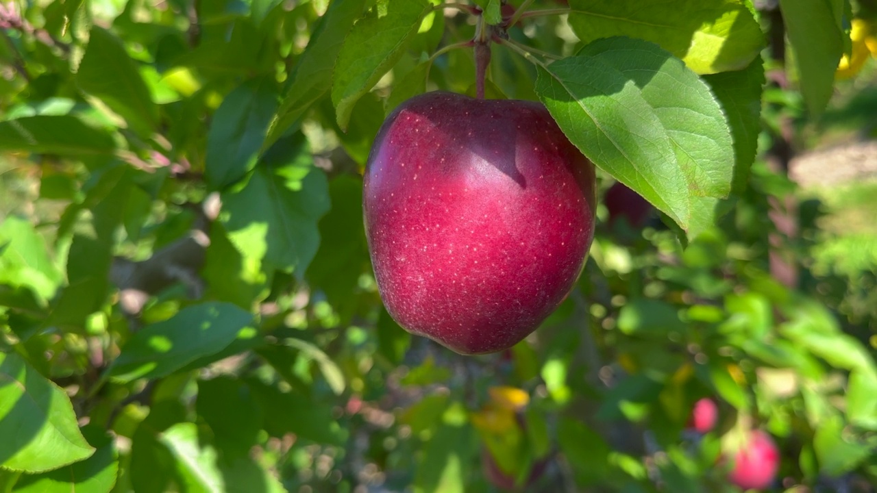 果园中的有机苹果视频素材