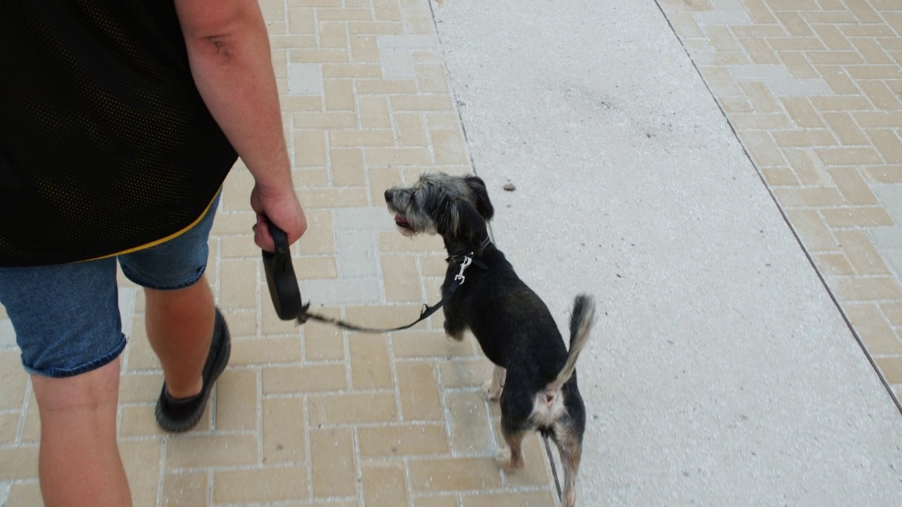 行人和狗在人行道上散步的俯视图视频下载