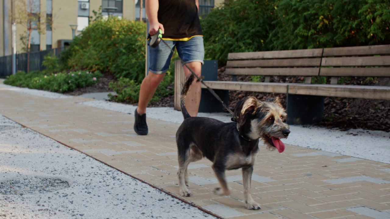 一个人走在城市的街道上，他的狗在他前面跑着。视频下载