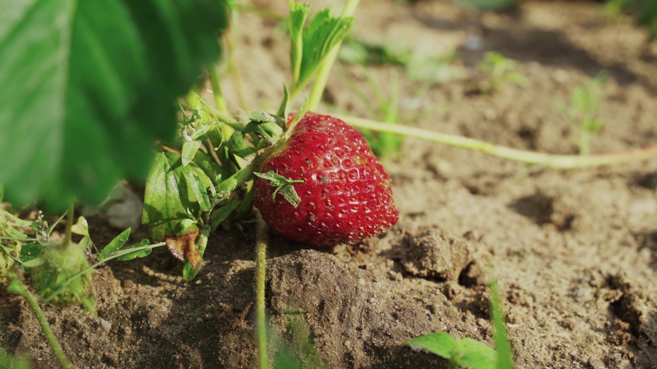 一个男人正从菜园的苗床上摘下成熟的草莓。视频素材