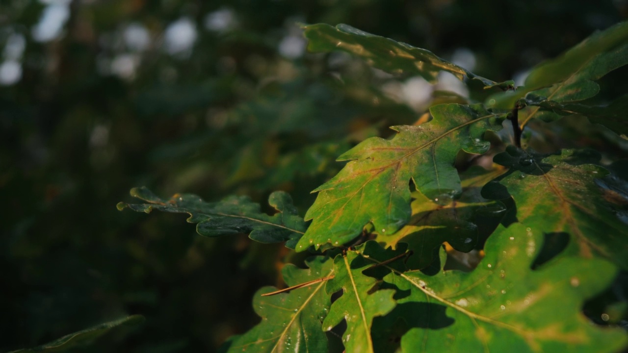 橡树的枝干，嫩绿的叶子上有露珠视频素材