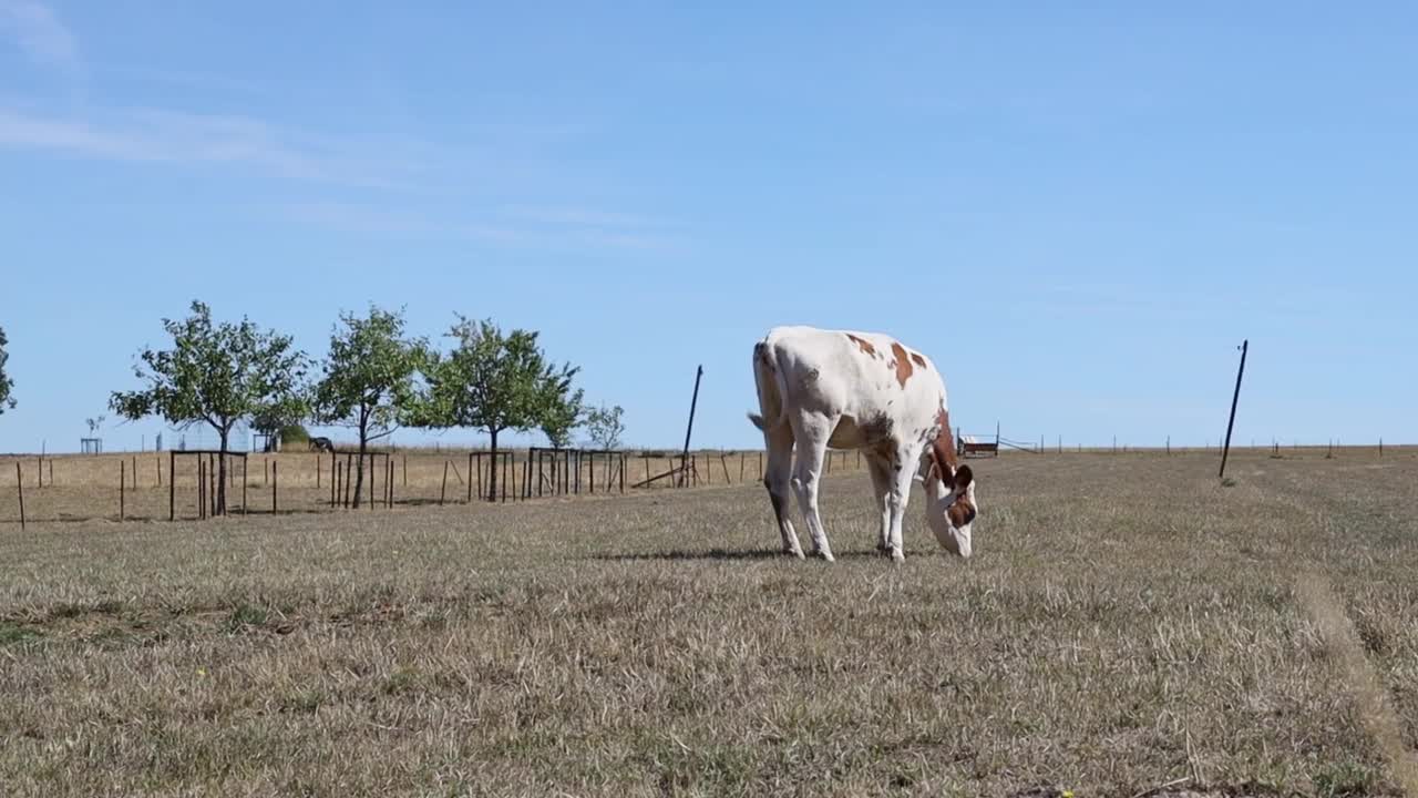 一头棕白相间的牛站在田野里吃草，第二只牛慢慢地走着视频素材
