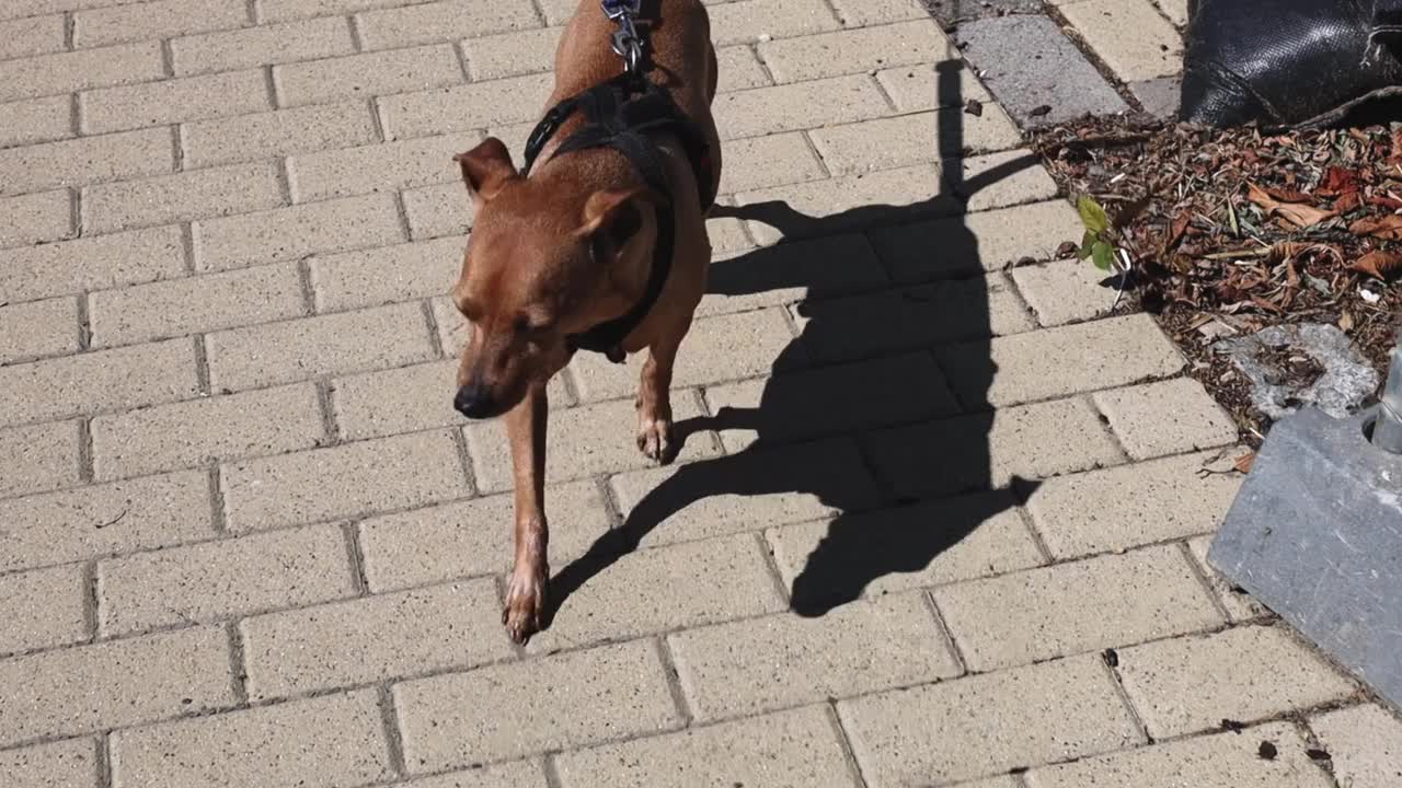 一只棕色的小猎狗走在人行道上。视频素材