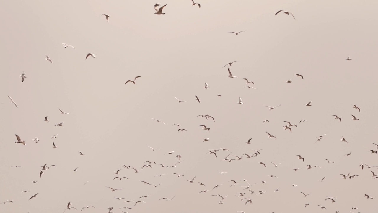 一群海鸥飞来飞去——慢镜头视频素材