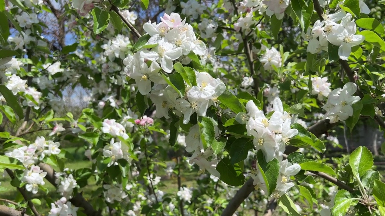 花园里开着白色的花。果园里梨树的春季开花。视频素材