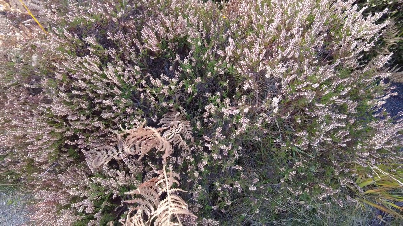 生长在英格兰荒原上的石楠花视频素材