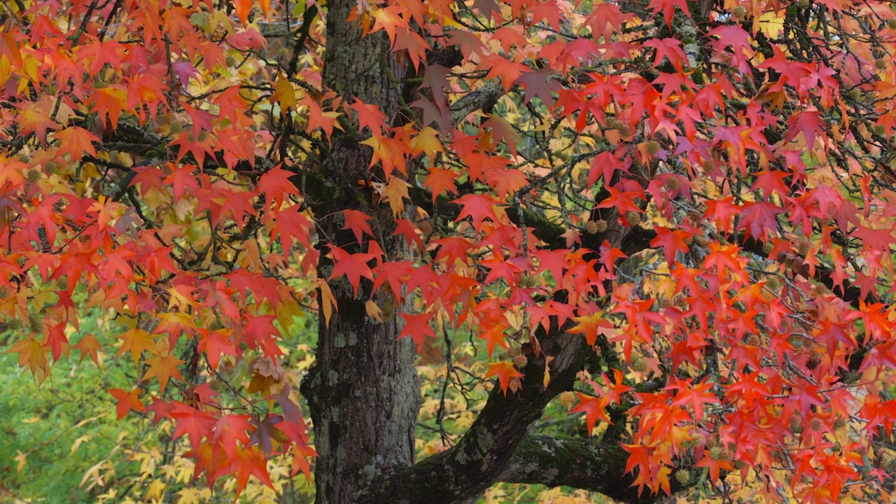 秋天的一天，波尔多花园公园里的红色枫叶视频下载