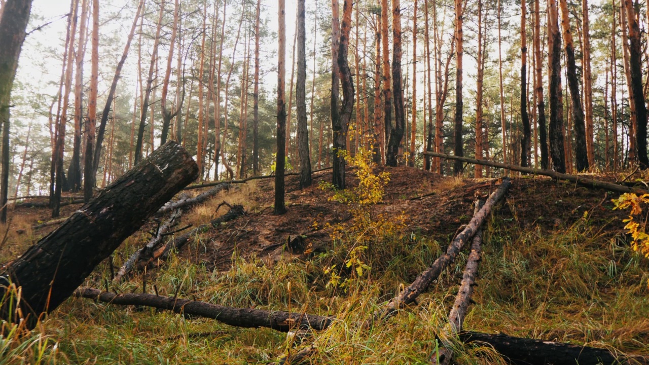 松树林与倒下的树木。视频素材