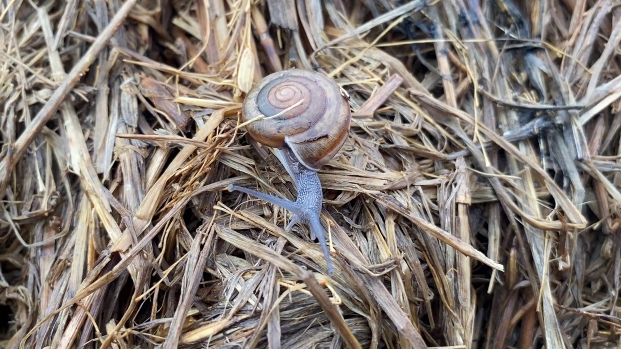 干稻草上的蜗牛视频素材