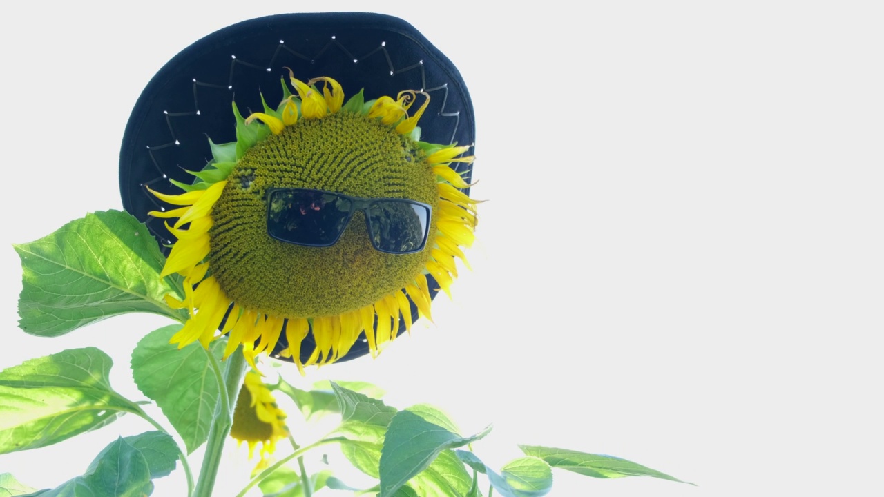 在明亮的阳光背景下，黄色的向日葵花戴在太阳镜和帽子上。视频下载