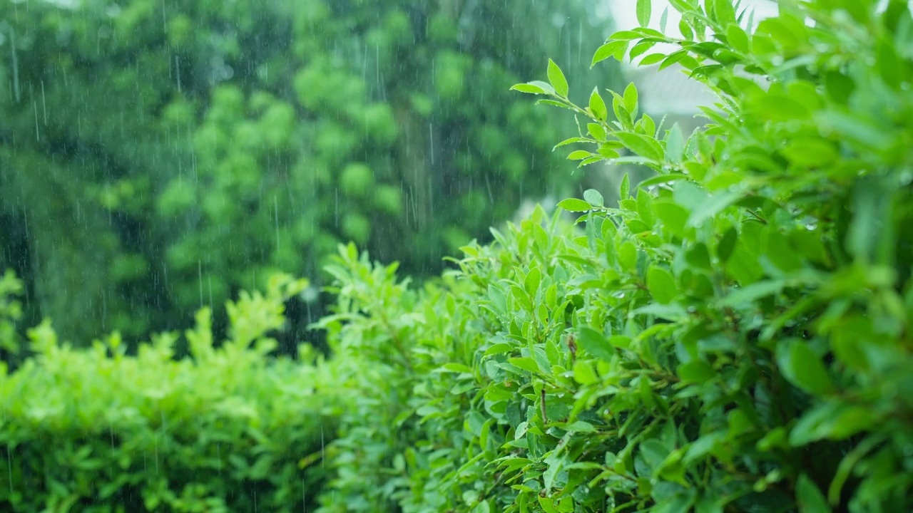 雨水滴在绿叶植物上，热带雨林的雨天，绿色自然生态理念视频素材