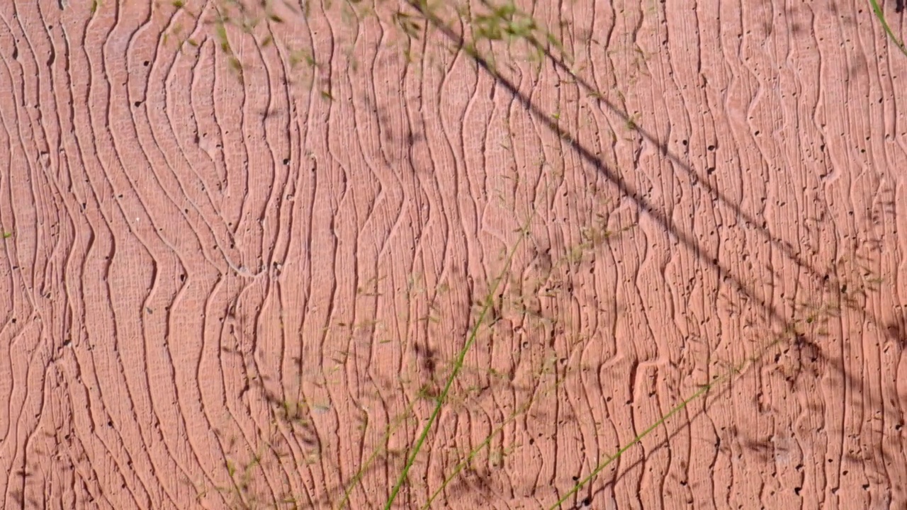 近距离的草和影子随风摇曳在棕红色的混凝土墙上或地板上，有纹理的图案视频下载
