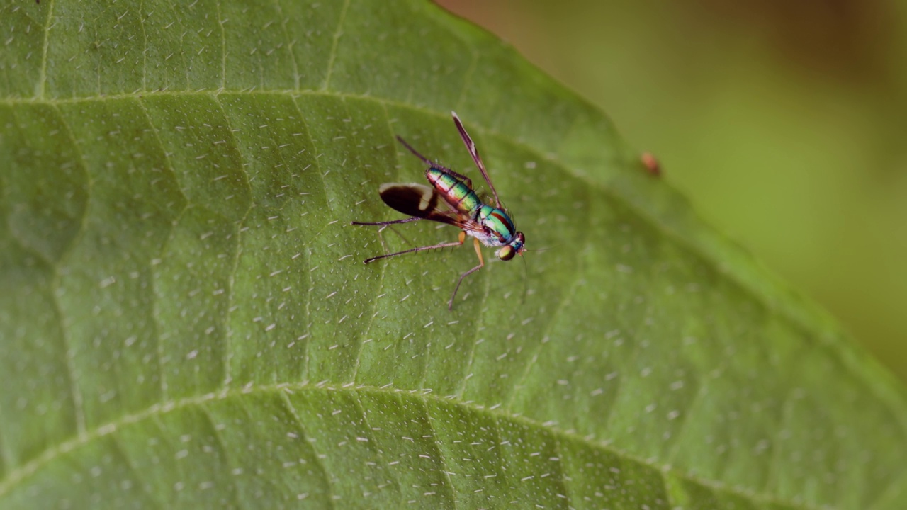 一种由蓝色和黑色组成的尖锐湿疣，表面有光泽，栖息在一片绿色的叶子上视频素材